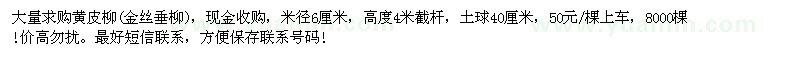 求購黃皮柳(金絲垂柳)