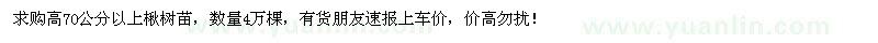 求購(gòu)高70公分以上楸樹苗4萬棵