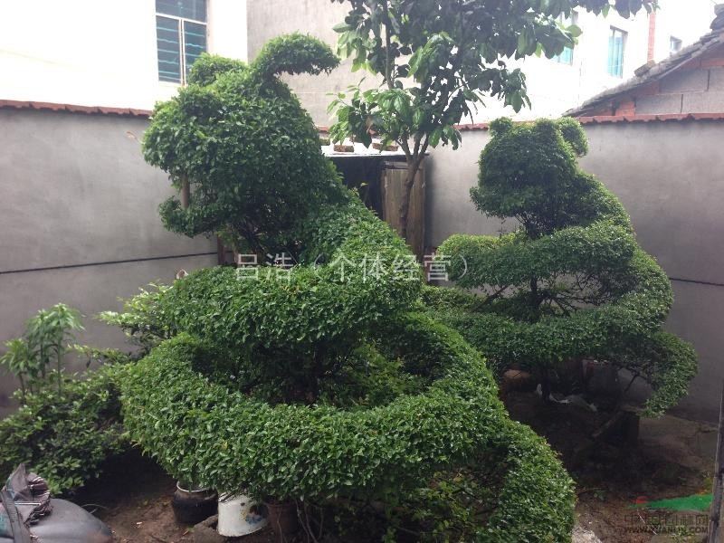 嵊州地区龙形盆景植物2株