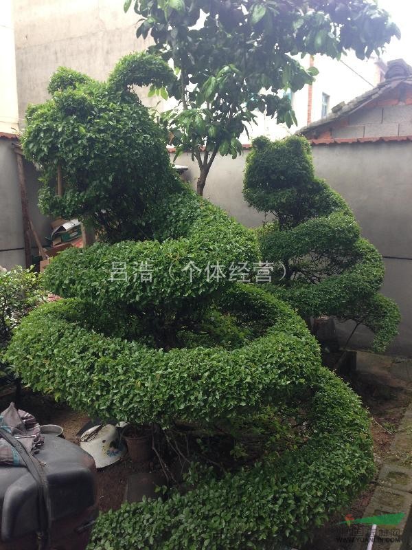 嵊州地區(qū)龍形盆景植物2株