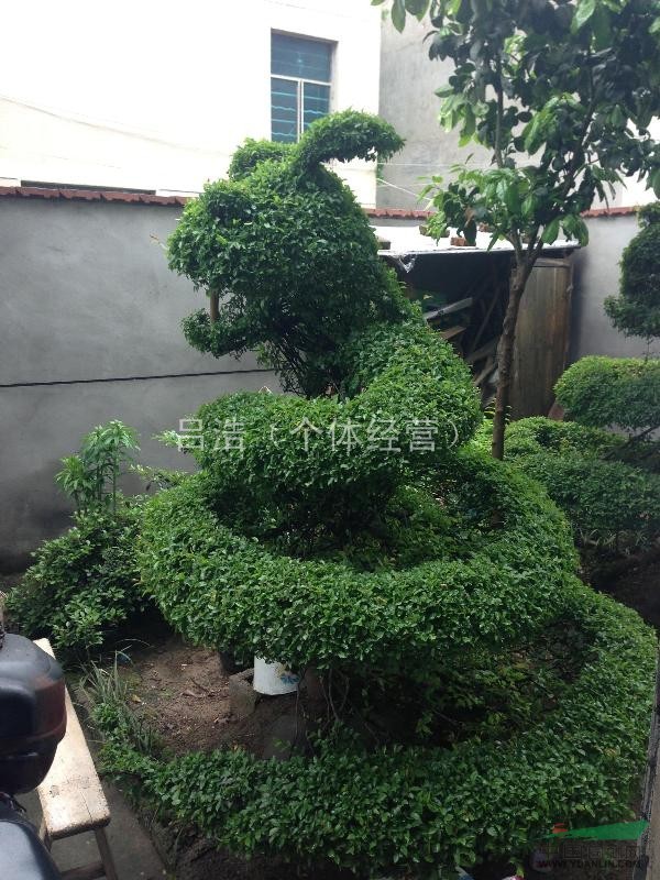 嵊州地區(qū)龍形盆景植物2株