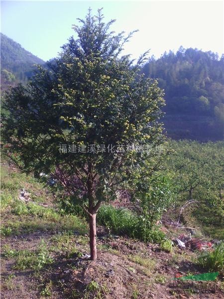 中國建寧紅豆杉