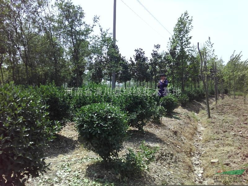 大葉黃楊產(chǎn)地，大葉黃楊球價格，河南大葉黃楊球種植基地