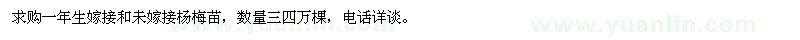 求購(gòu)一年生楊梅苗