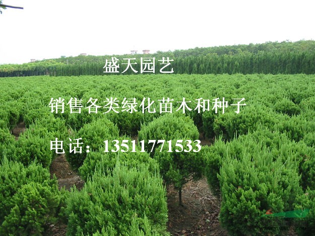 西安求購大葉女貞樹