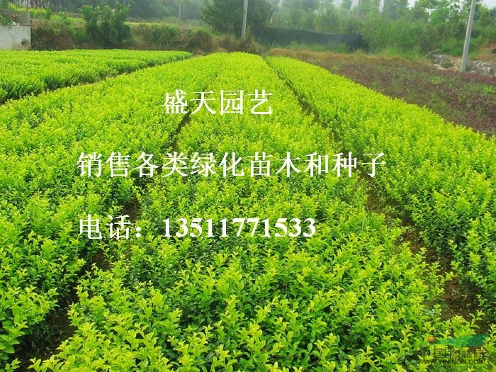 大葉女貞6公分報(bào)價(jià)