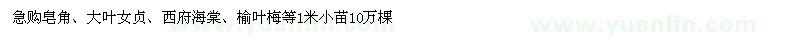 求購皂角、大葉女貞、西府海棠、榆葉梅