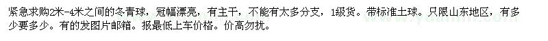 求購2米以上的冬青球
