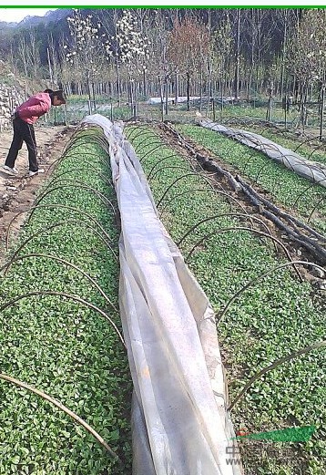 大量供應辛夷芽苗、雞爪槭芽苗，山玉蘭芽苗。