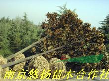 3米雪松種苗，4米雪松價(jià)格，5米雪松供應(yīng)，南京大型雪松基地