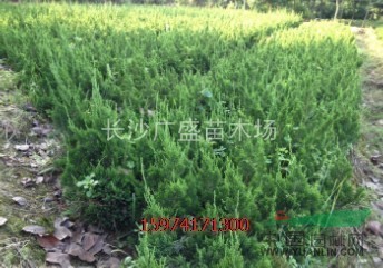 大量供應(yīng)龍柏小苗