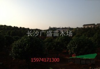 湖南地區(qū)供應(yīng)大茶花.茶花小苗.