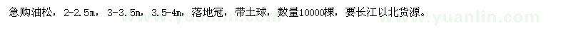 求購油松1萬棵