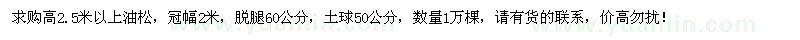 求購高2.5米以上油松1萬(wàn)棵