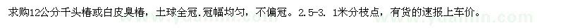 求購12公分千頭椿或白皮臭椿