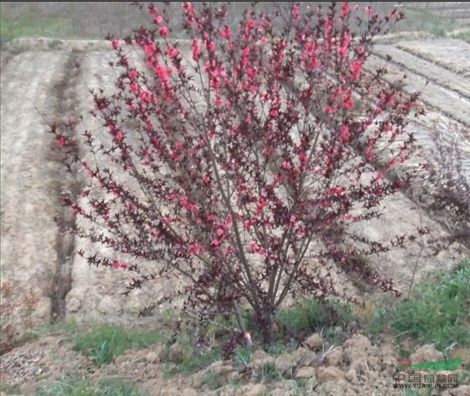 香樟 紅（紫）葉李 烏桕 紫薇 桂花 三角楓 廣（白、黃玉蘭