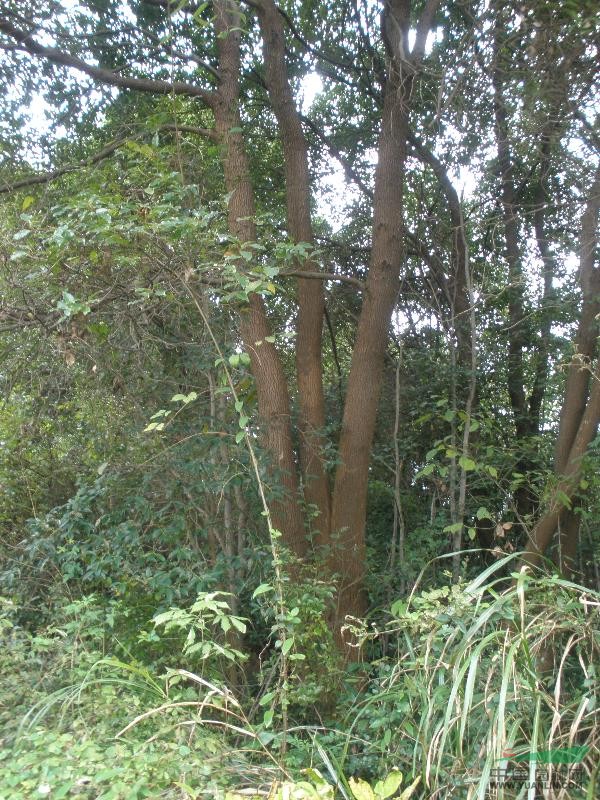 湖北省咸寧市咸安區(qū)桂花鎮(zhèn)萬壽橋村十組春滿華苗圃場供應叢生多桿