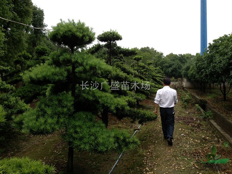 湖南地區(qū)供應(yīng)8到20公分的羅漢松