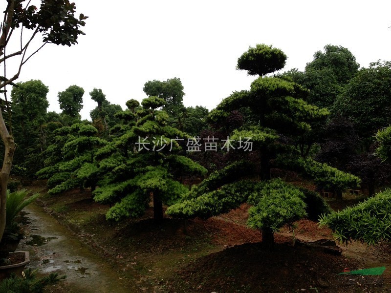湖南地區(qū)供應(yīng)8到20公分的羅漢松