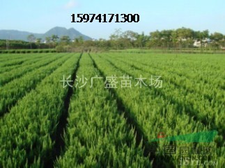 大量供應(yīng)龍柏小苗