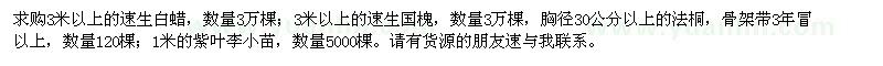 求購速生白蠟,速生國槐,法桐