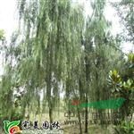 垂柳價格2013最新垂柳價格