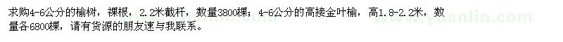 求購榆樹,高接金葉榆