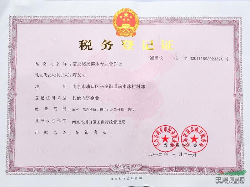 白玉蘭，白玉蘭花，白玉蘭樹，嫁接白玉蘭，白玉蘭價(jià)格南京白玉蘭