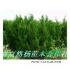 無患子，7公分無患子，8公分無患子，無患子批發(fā)，無患子圖片