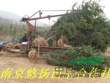 無患子，7公分無患子，8公分無患子，無患子批發(fā)，無患子圖片