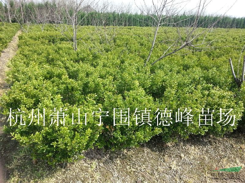 瓜子黃楊球