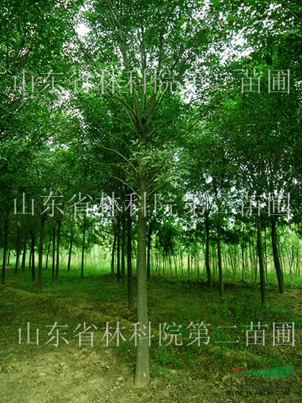 供應(yīng) 國(guó)槐 刺槐  法桐 白蠟 垂柳 等樹苗