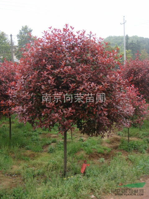 南京向榮苗圃提供最便宜的紅葉石楠價格（包上車）