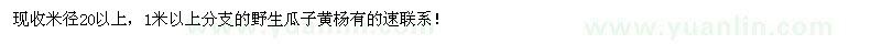 求購瓜子黃楊