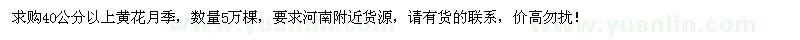 求購40公分以上黃花月季5萬棵