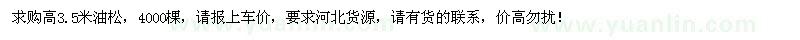 求購高3.5米油松4000棵