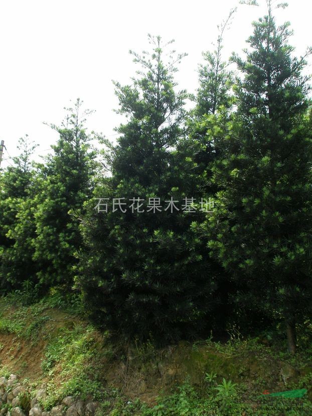 湖南長沙石氏苗圃供應(yīng)4 - 8羅漢松