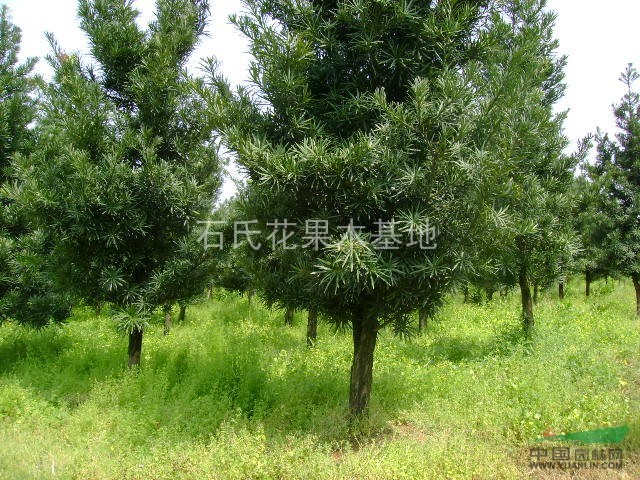 湖南長沙石氏苗圃供應(yīng)4 - 8羅漢松
