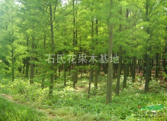 湖南長(zhǎng)沙石氏苗圃長(zhǎng)期大量供應(yīng)1—25公分水杉，池杉，落羽杉