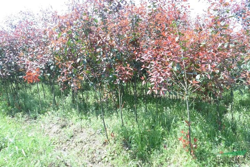 红叶石楠 1----12公分树供应/红叶石楠 1----12公分树图片
