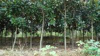 廣玉蘭4*新價格/廣玉蘭4報價