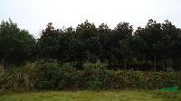 廣玉蘭6*新價格/廣玉蘭6報價
