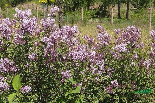 丁香花