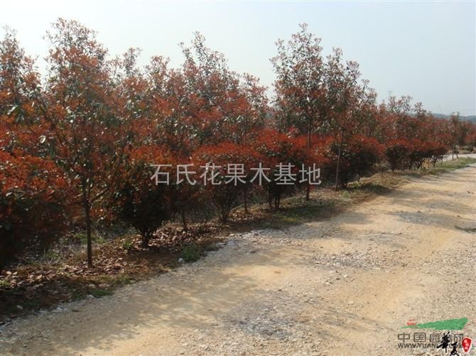 湖南長沙石氏苗圃長期大量供應(yīng)1—10公分 紅葉石南  