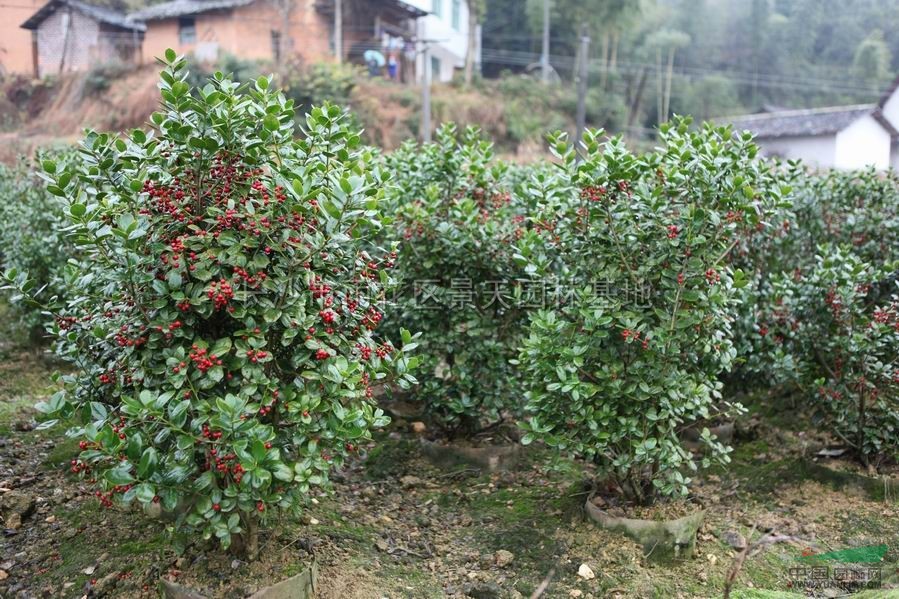 湖南珍珠紅基地景象介紹