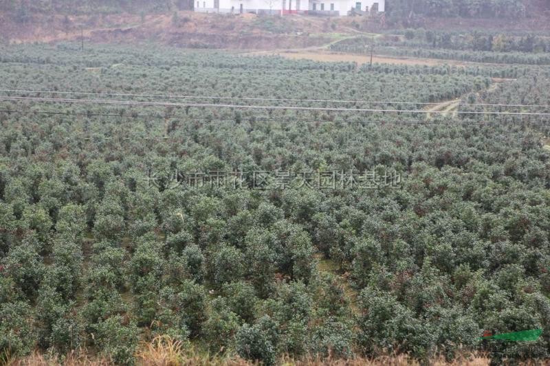 湖南珍珠紅基地景象介紹