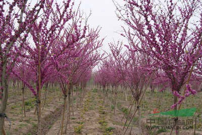 紫荊1供應(yīng)/紫荊1圖片