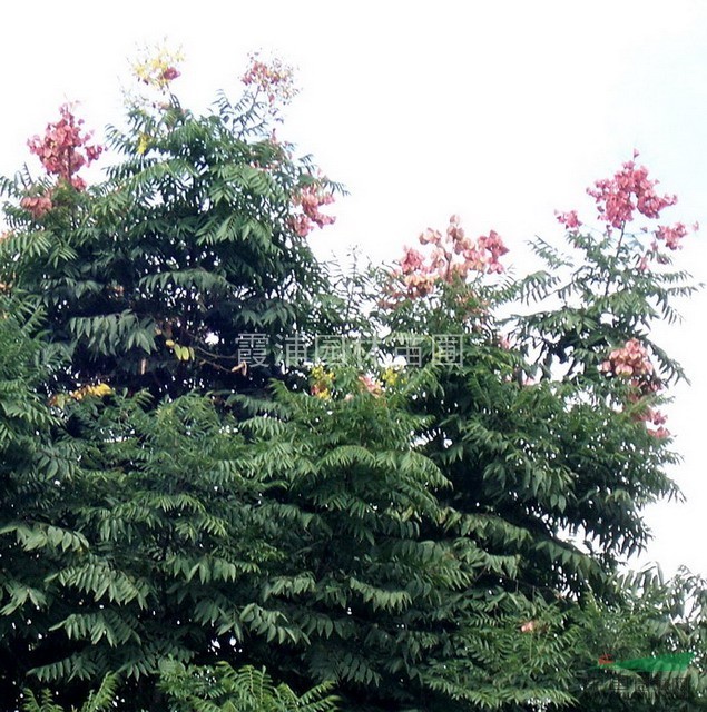 江蘇南京無患子價(jià)格最便宜 最便宜的無患子價(jià)格在南京湯泉