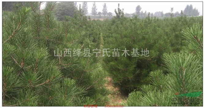 供應(yīng)國槐