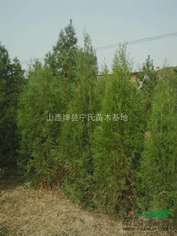 供應(yīng)國槐